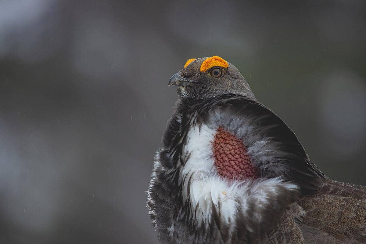 Dusky Grouse