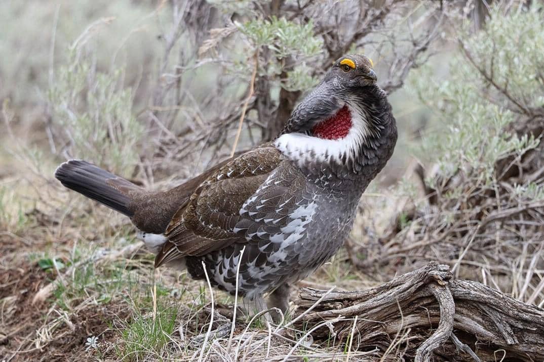 Dusky Grouse