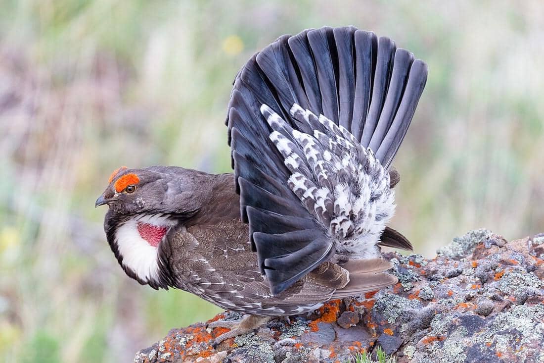 5 Fakta Dusky Grouse, Penghuni Misterius Hutan Pegunungan Amerika Utara