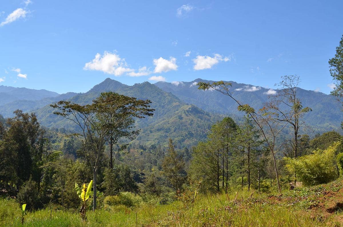 Fakta Unik Kuk Swamp, Situs Pertanian Tertua Dunia di Papua Nugini