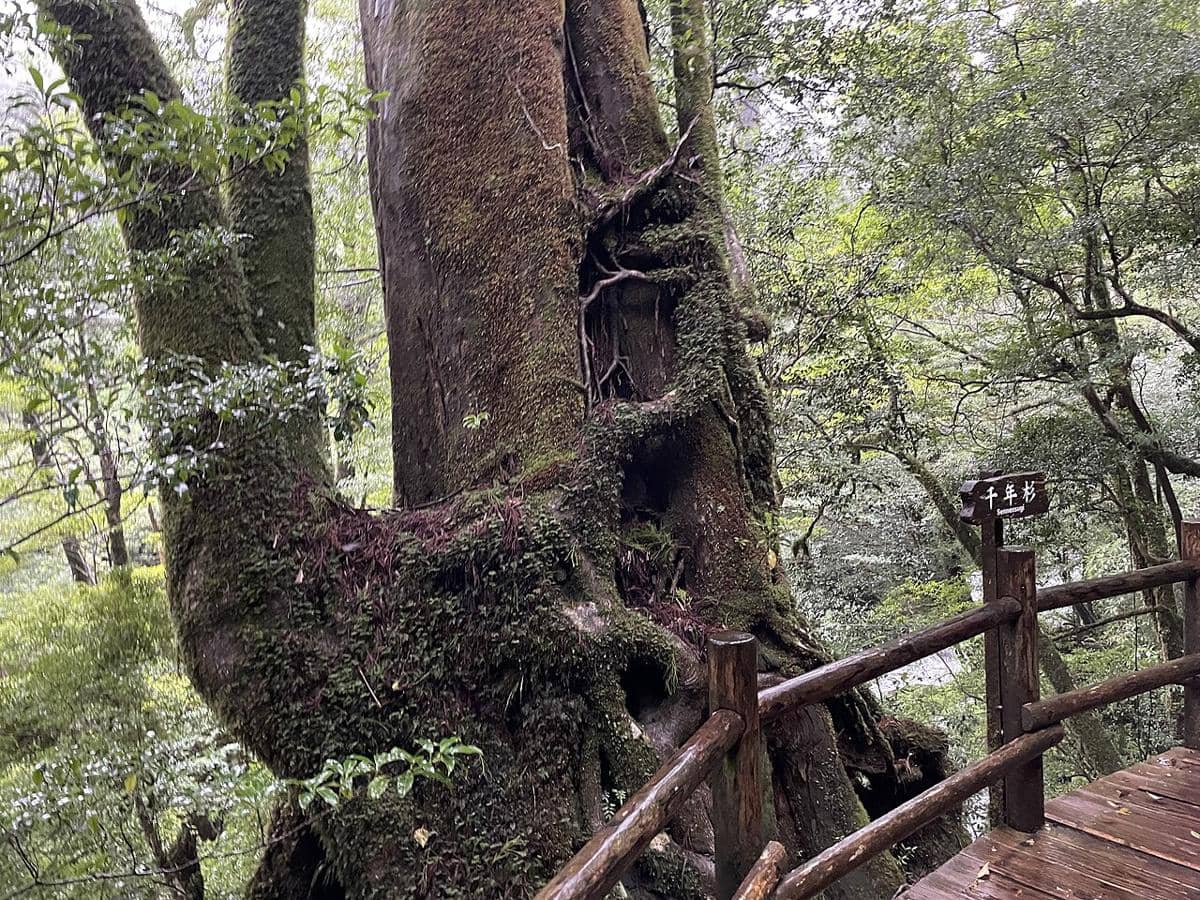 5 Fakta Yakusugi, Pohon Purba yang Jadi Inspirasi Studio Ghibli