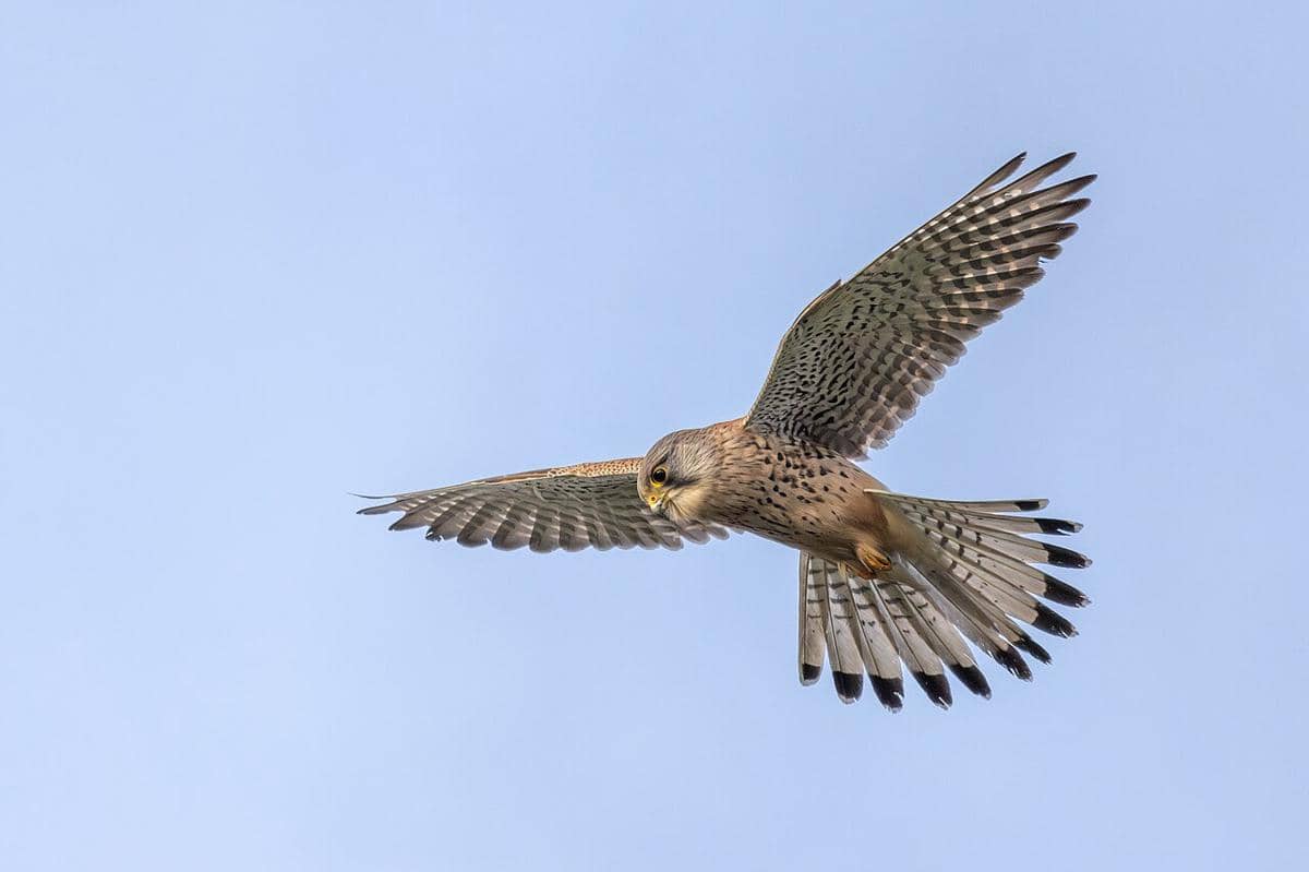 kestrel eurasia