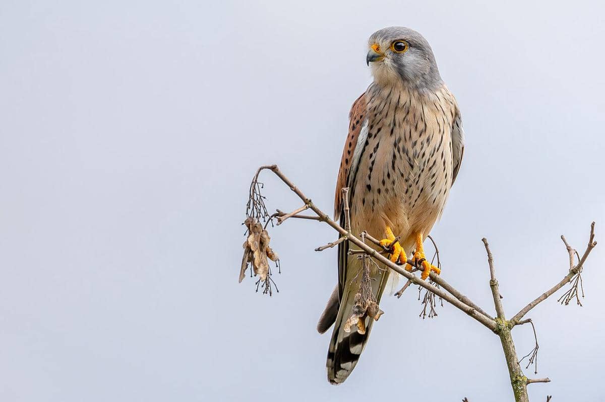 5 Fakta Unik Kestrel Eurasia, Bisa Terbang Setinggi 20 Meter