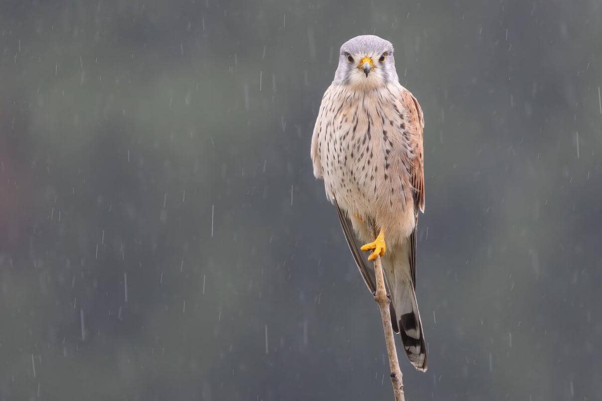 kestrel eurasia
