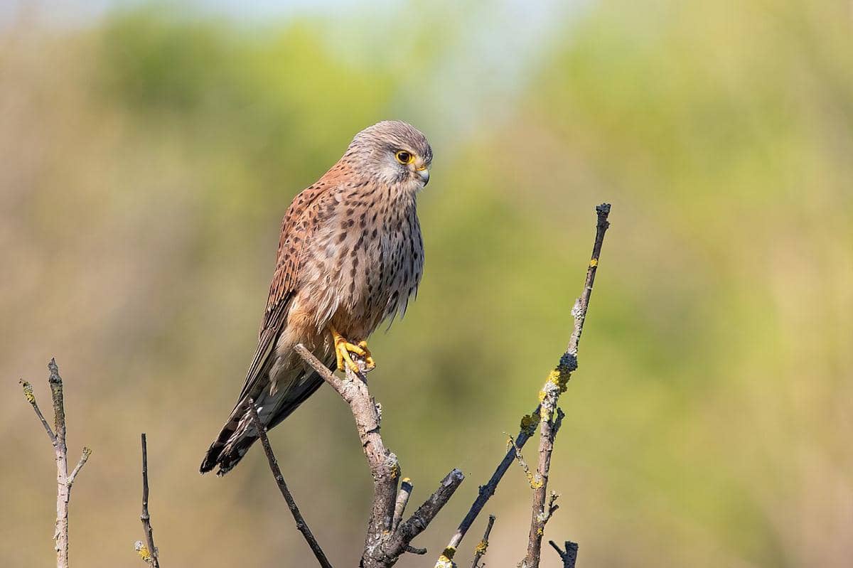 kestrel eurasia