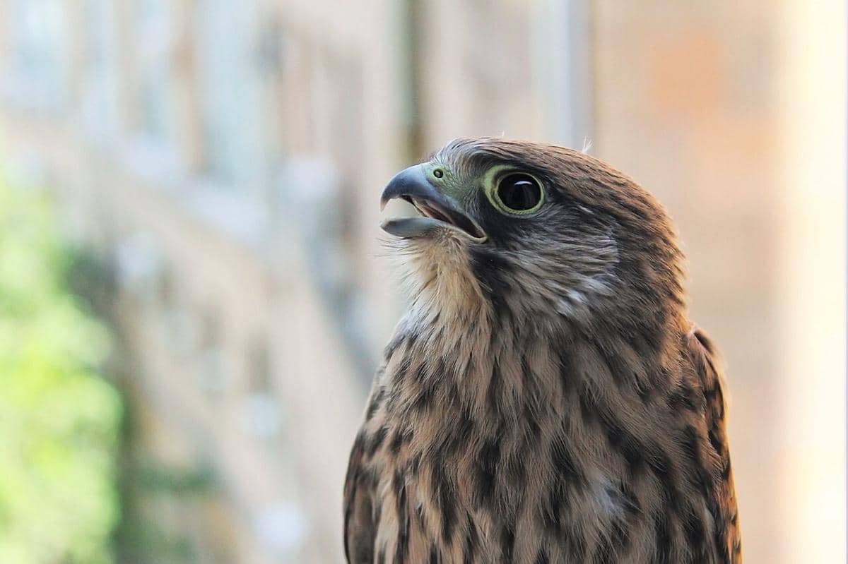 kestrel eurasia