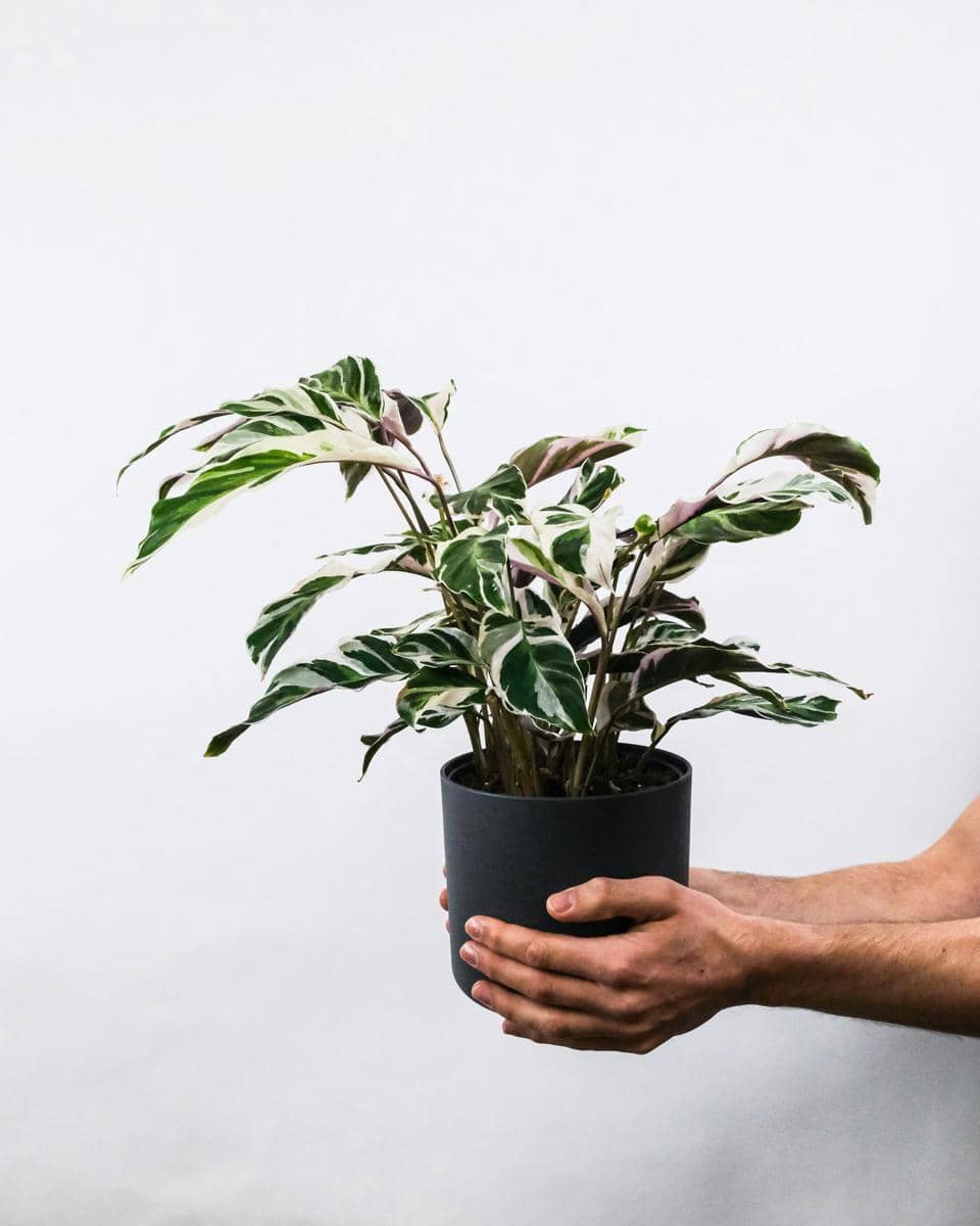 ilustrasi calathea white fusion
