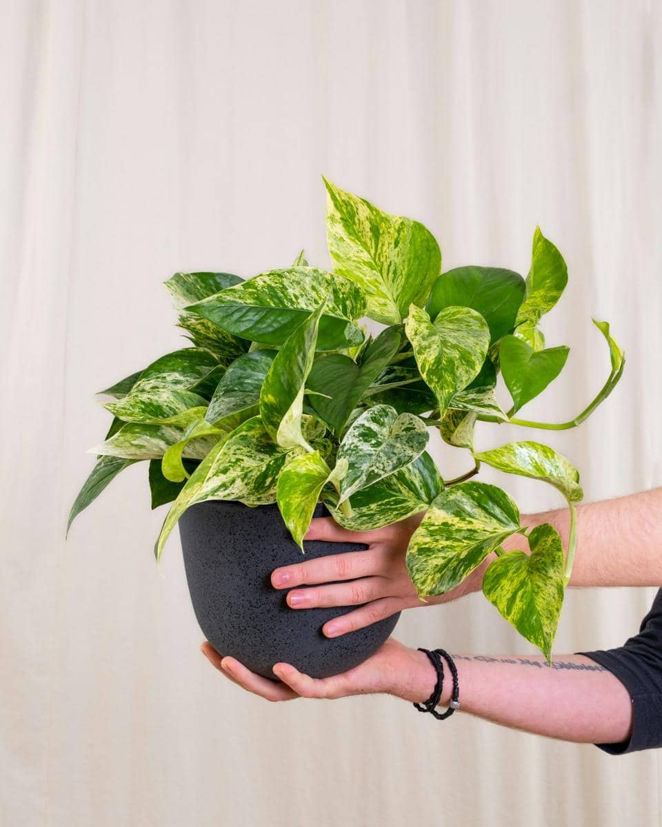 ilustrasi epipremnum aureum marble queen