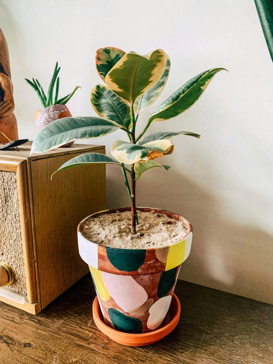 ilustrasi ficus elastica variegata