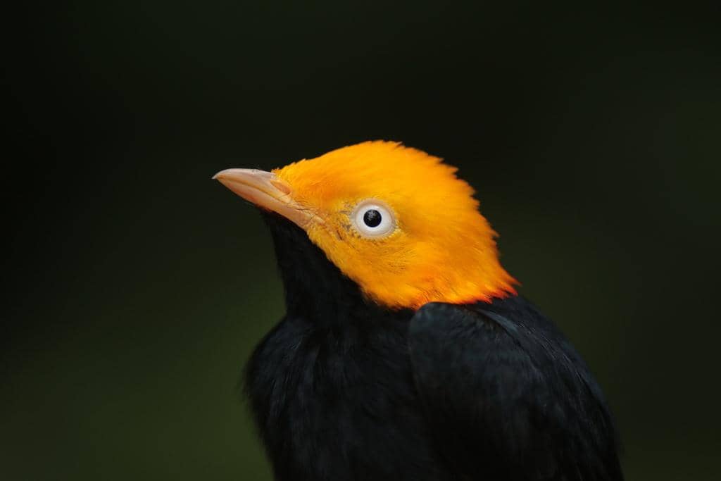 5 Fakta Golden Headed Manakin, Burung Penari dari Hutan Hujan Tropis