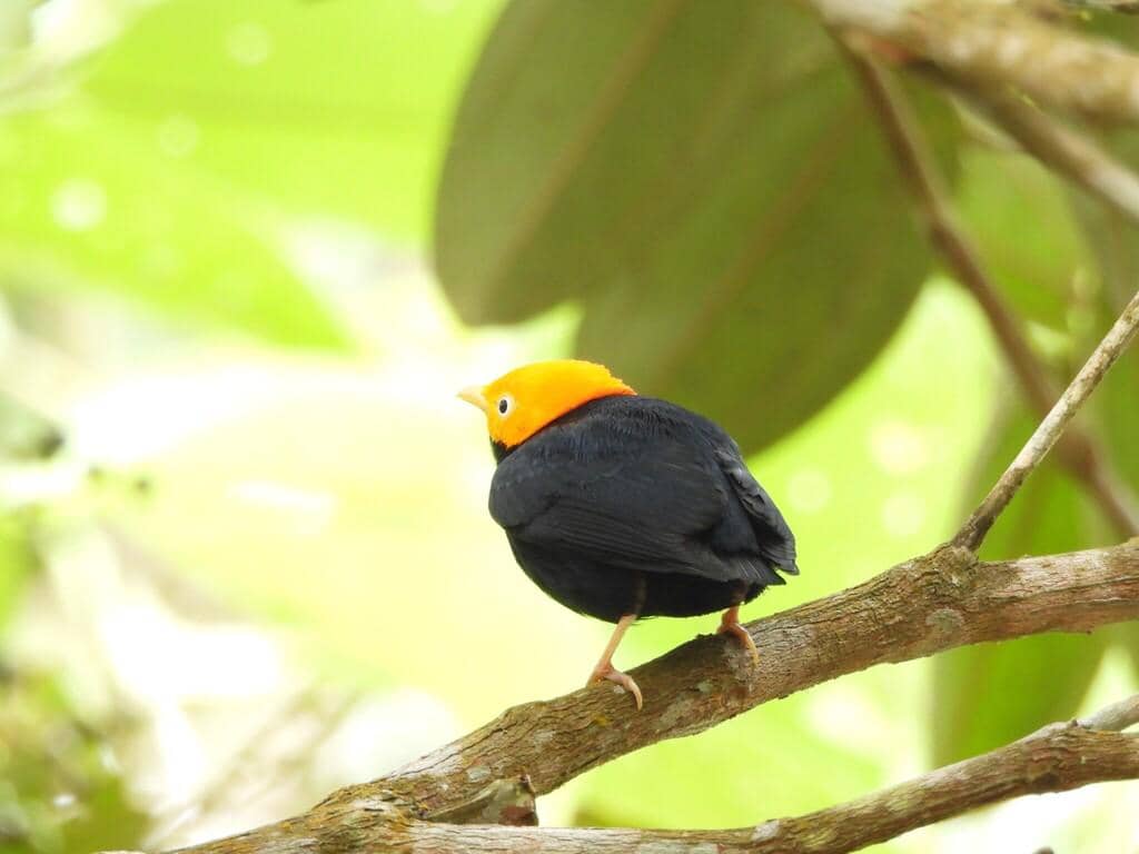 Burung Ceratopipra erythrocephala