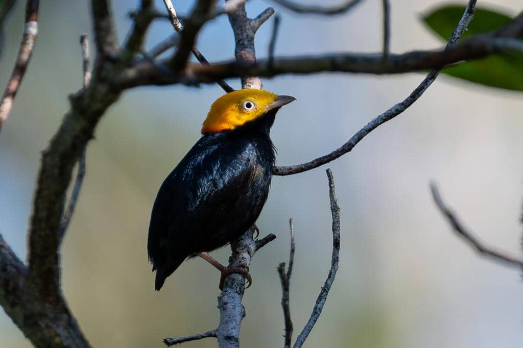 Burung Ceratopipra erythrocephala