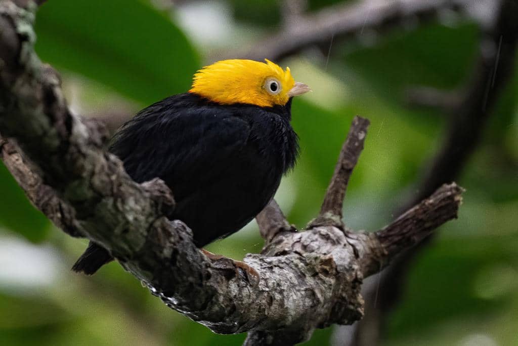 Burung Ceratopipra erythrocephala