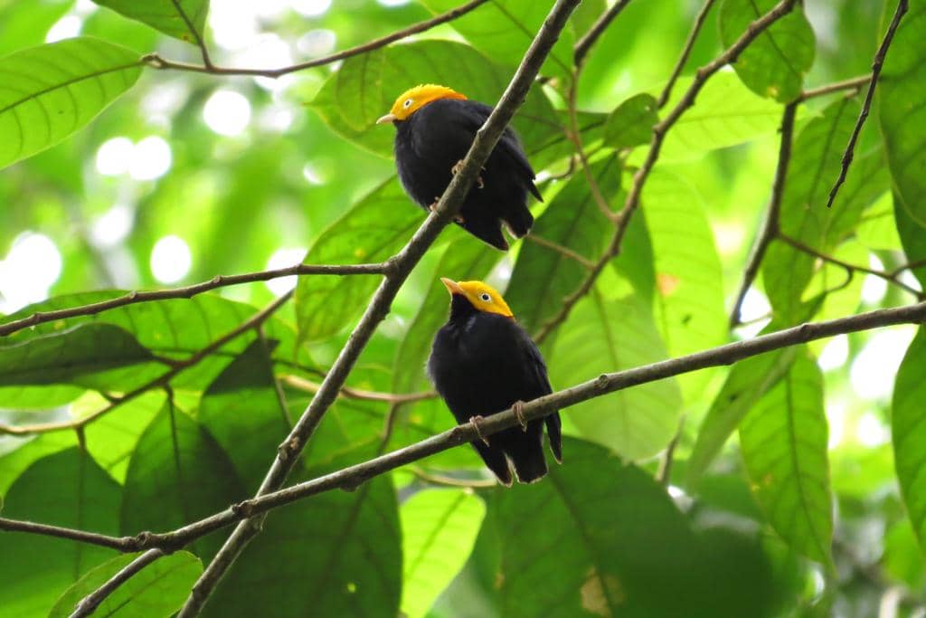 Burung Ceratopipra erythrocephala