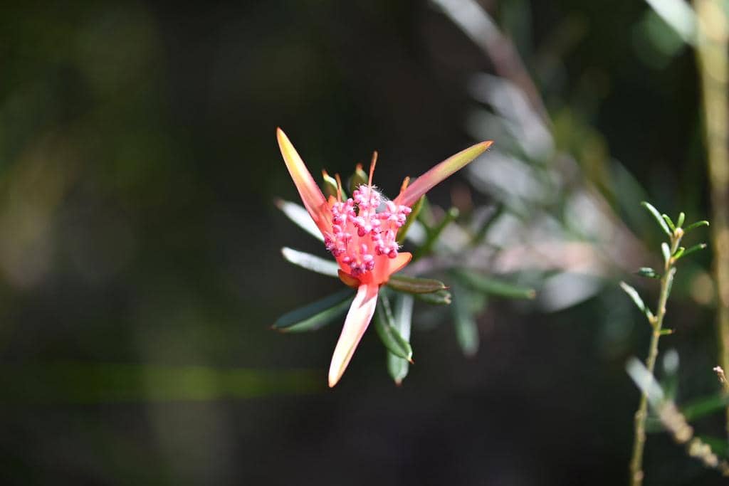 Tanaman Lambertia formosa