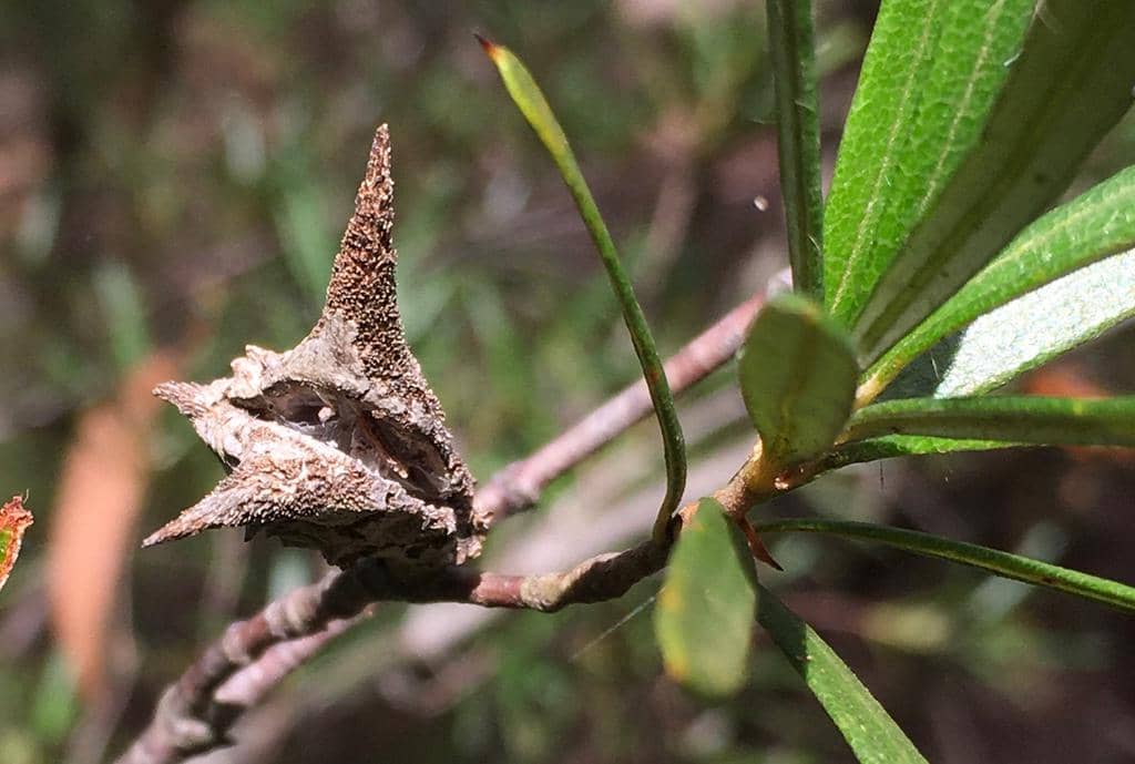 Buah Lambertia formosa