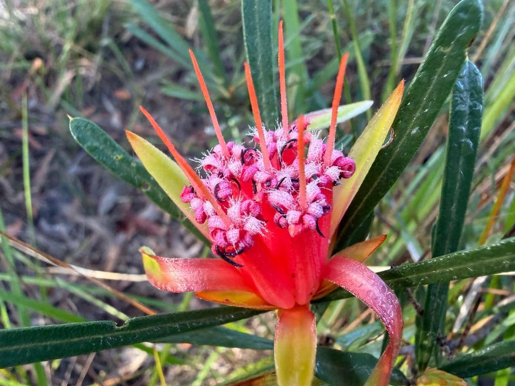 Tanaman Lambertia formosa