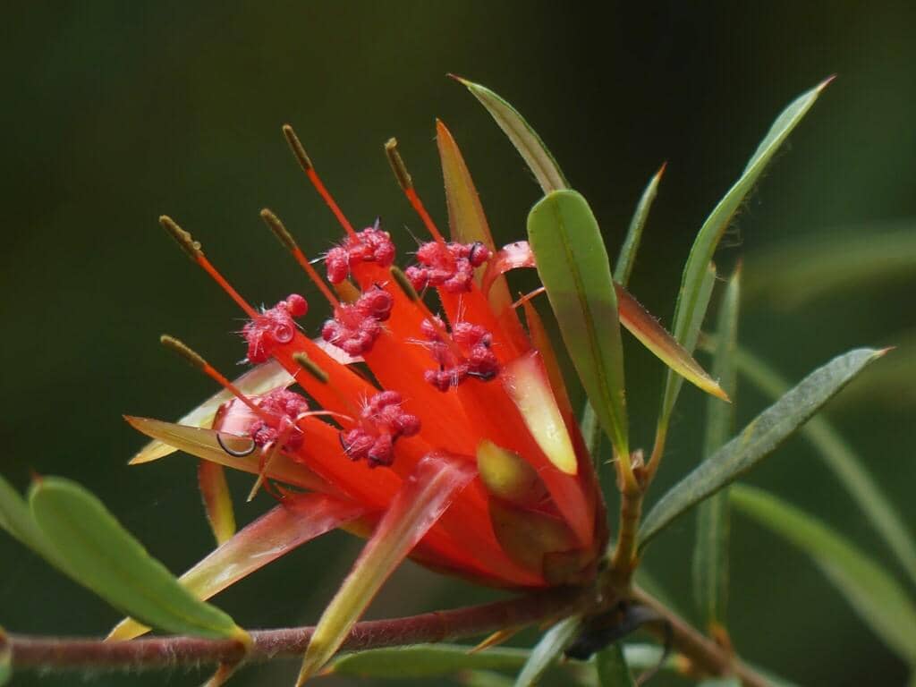 Tanaman Lambertia formosa