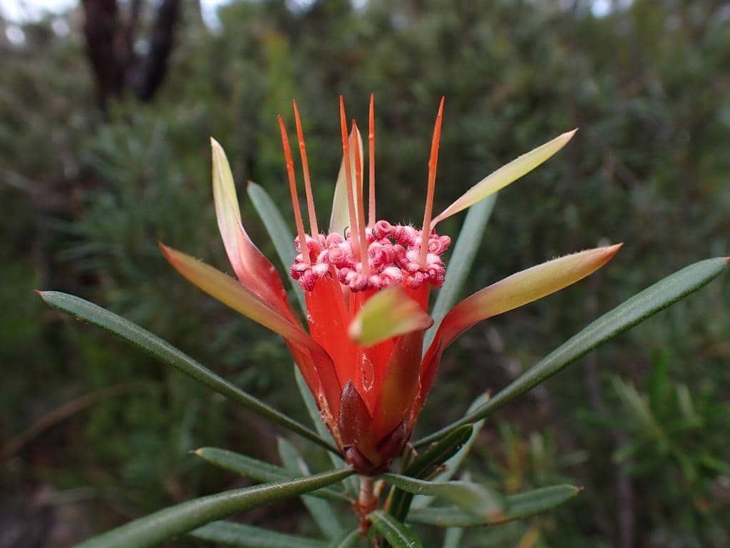 Tanaman Lambertia formosa