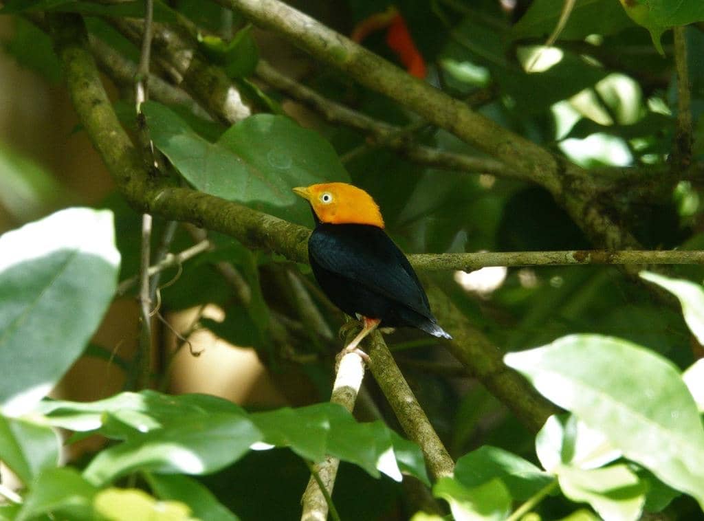 Burung Ceratopipra erythrocephala
