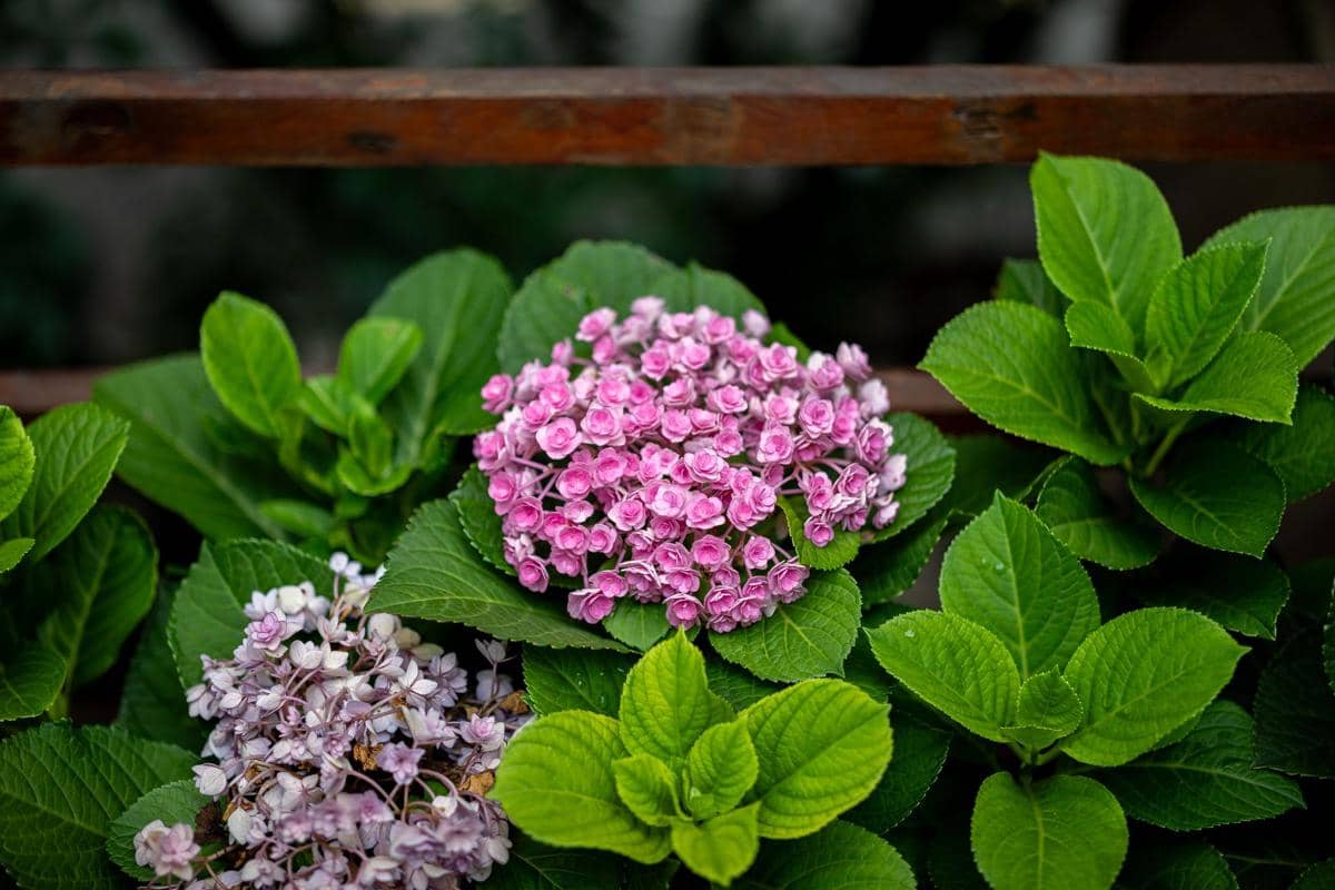 ilustrasi hydrangea