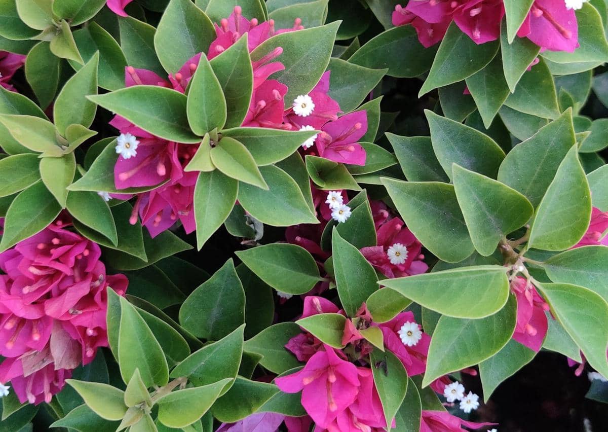 ilustrasi bougainvillea