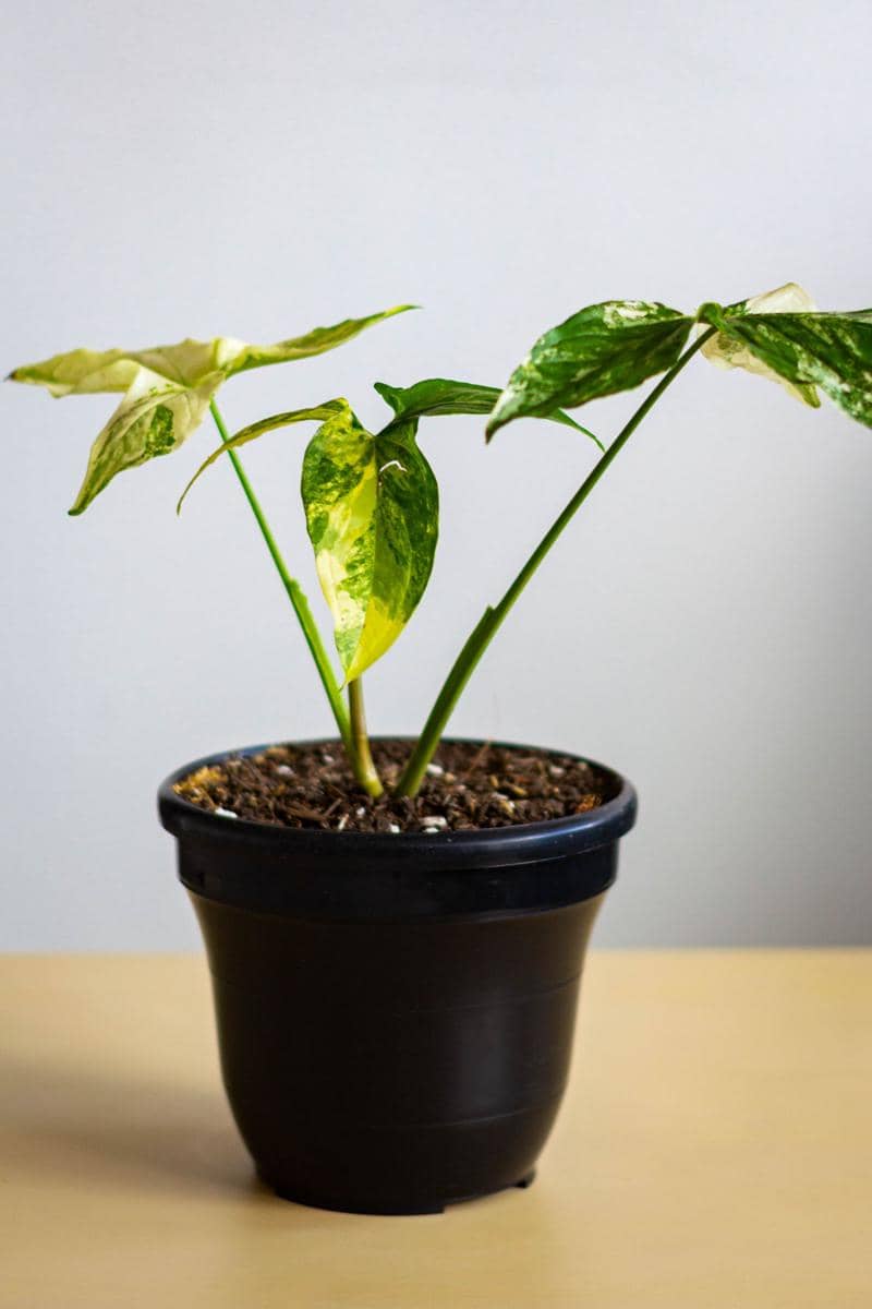 ilustrasi syngonium albo variegata