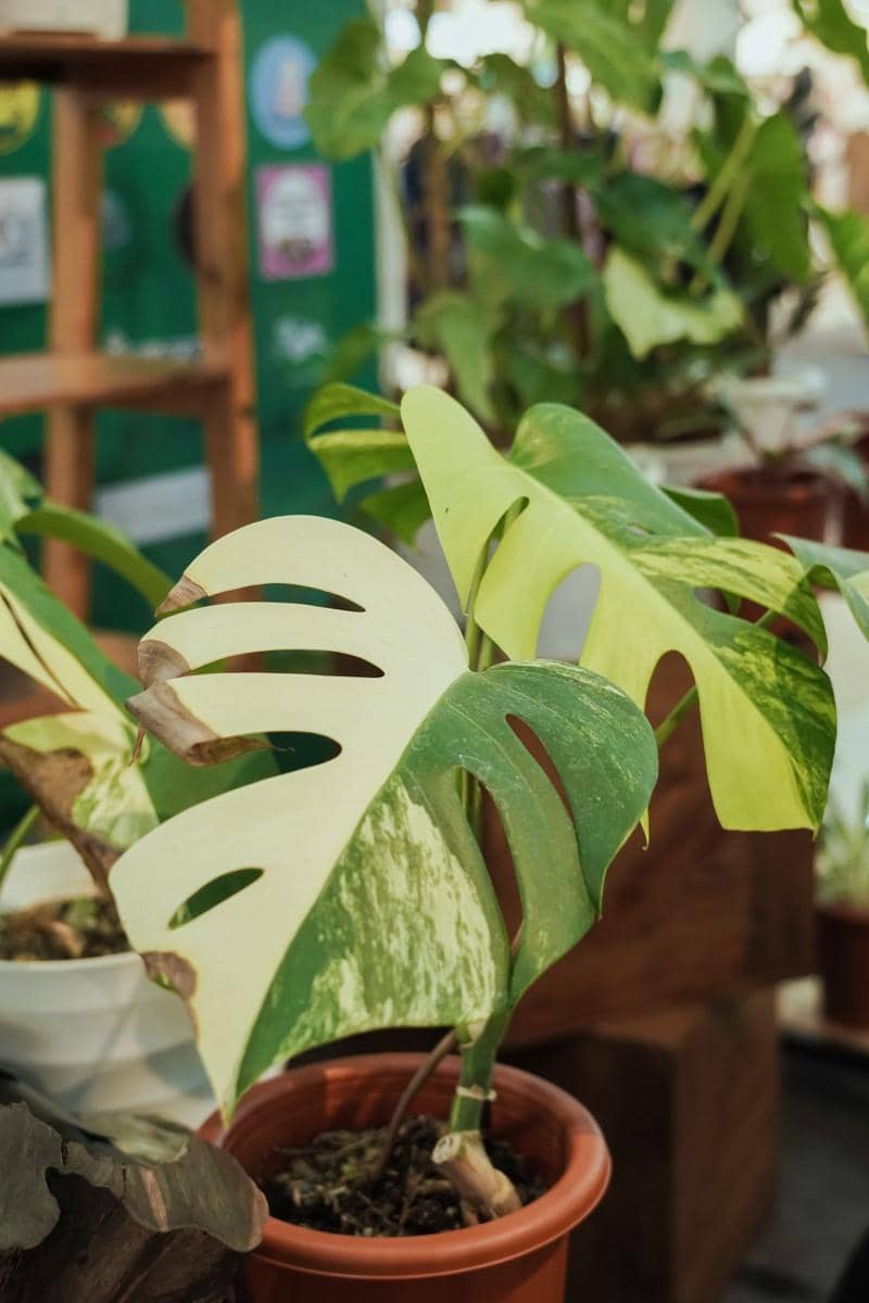ilustrasi monstera deliciosa variegata