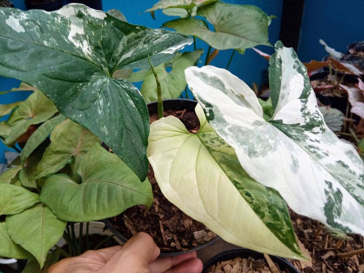 5 Pilihan Tanaman Variegata untuk Opsi Dekorasi Rumah, Tampil Elegan!