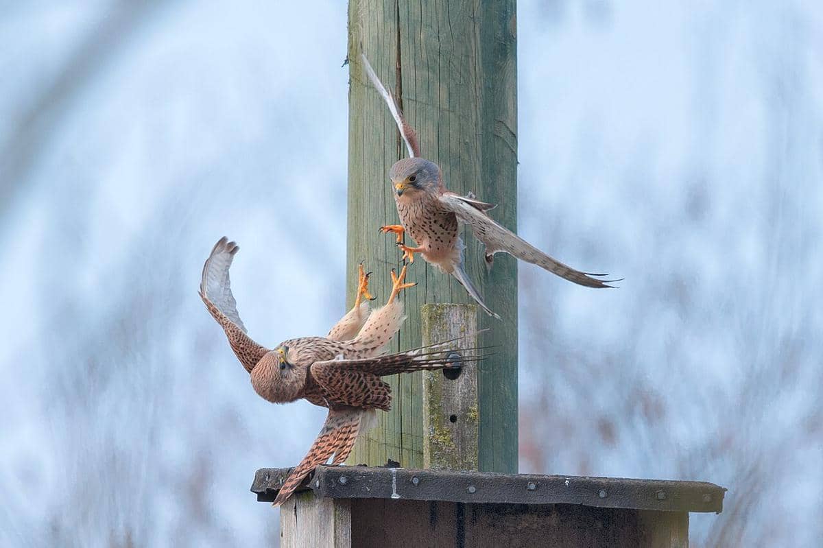 kestrel eurasia
