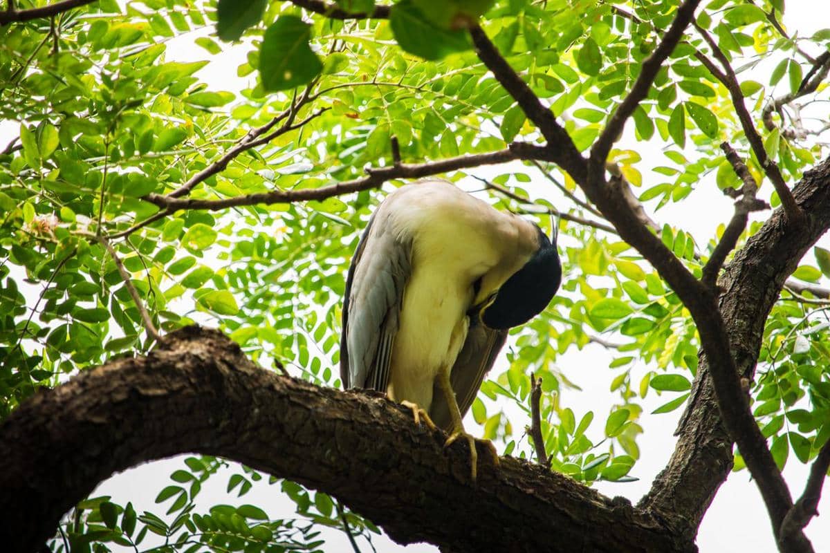 Seekor burung berwarna abu-abu dan putih tertidur di atas dahan pohon dengan dedaunan hijau yang rimbun di sekitarnya.