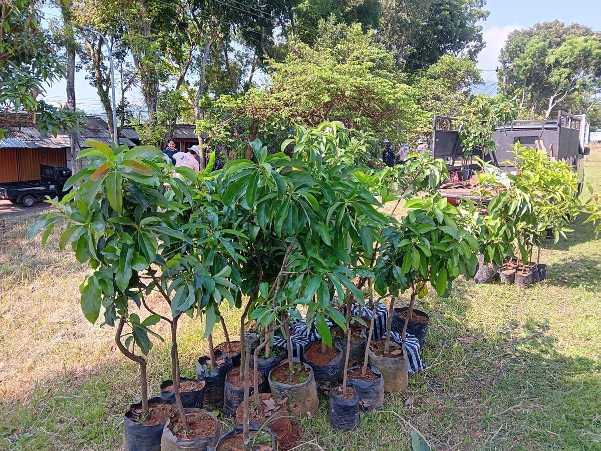AE Indonesia, tanam pohon, penghijauan