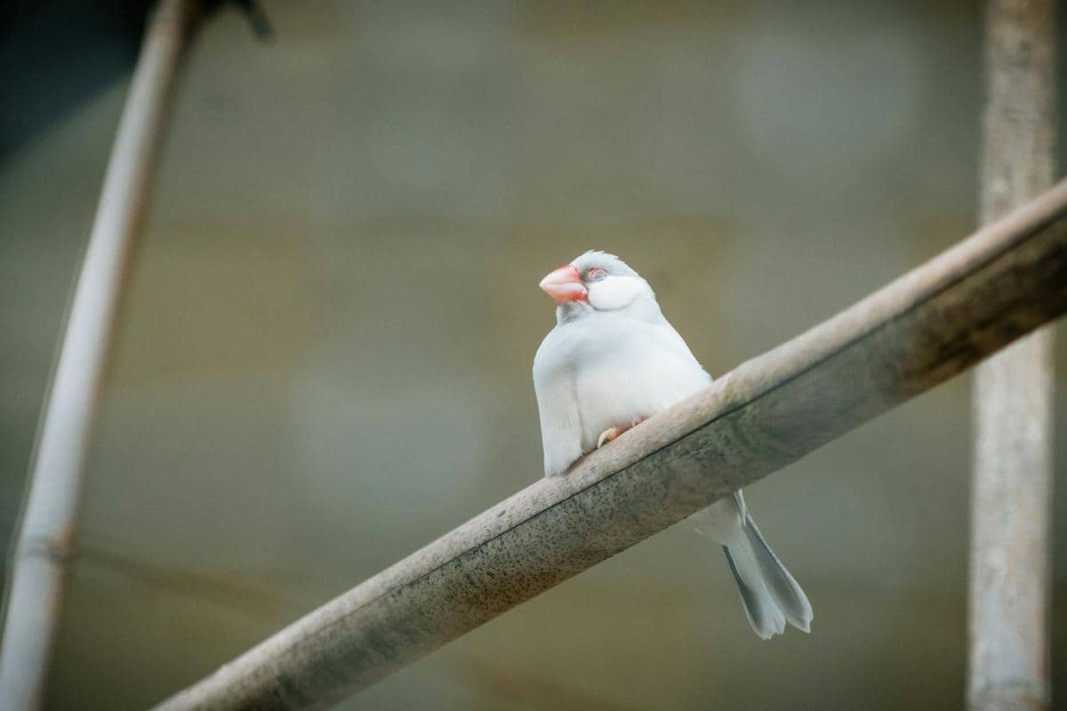 Kenapa Burung Tidak Jatuh Saat Tidur di Dahan?