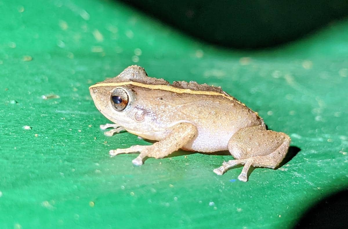 5 Fakta Katak Coqui, Menjadi Spesies Invasif yang Signifikan di Hawaii