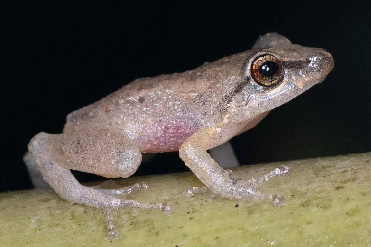 Katak coqui 