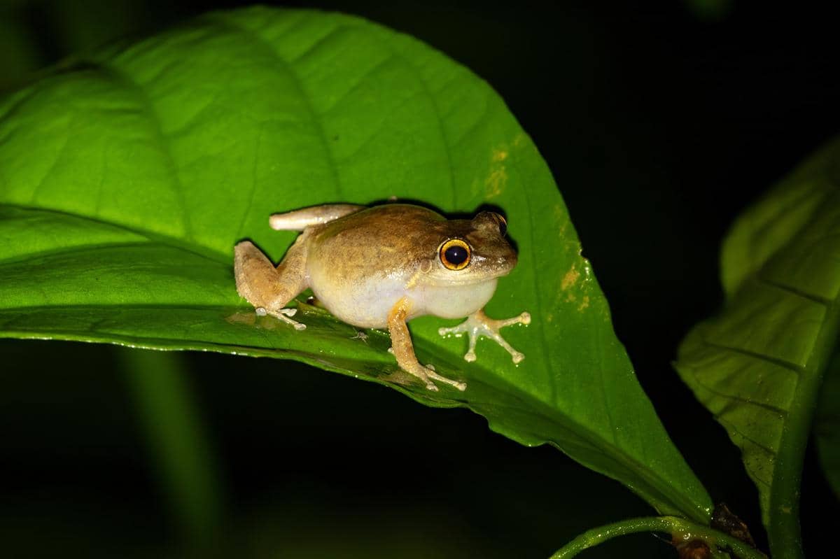 Katak coqui 