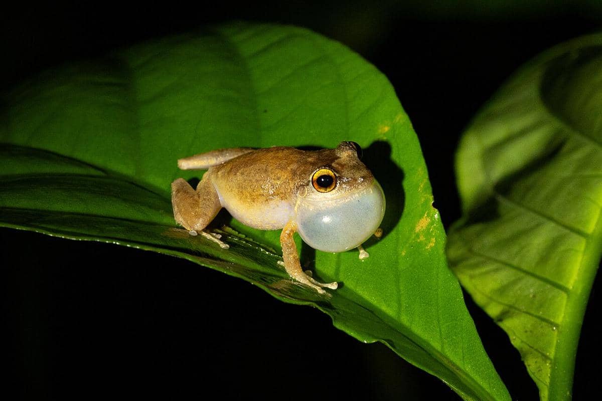 Katak coqui 