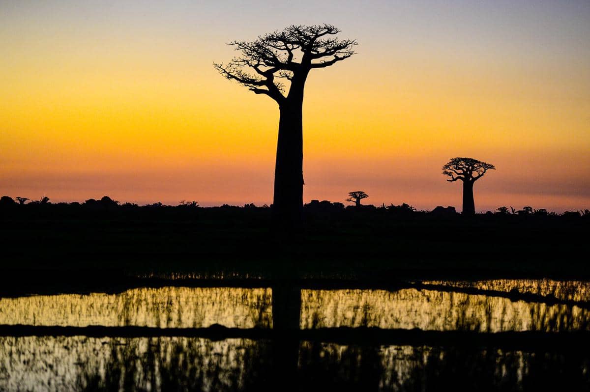 ilustrasi wilayah subur di Madagaskar (pixabay.com/NikkyS)