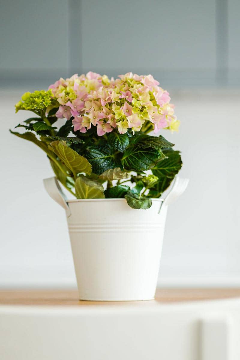 ilustrasi hydrangea