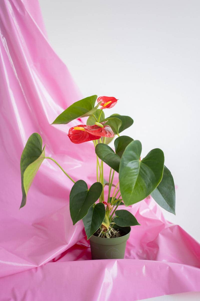ilustrasi anthurium
