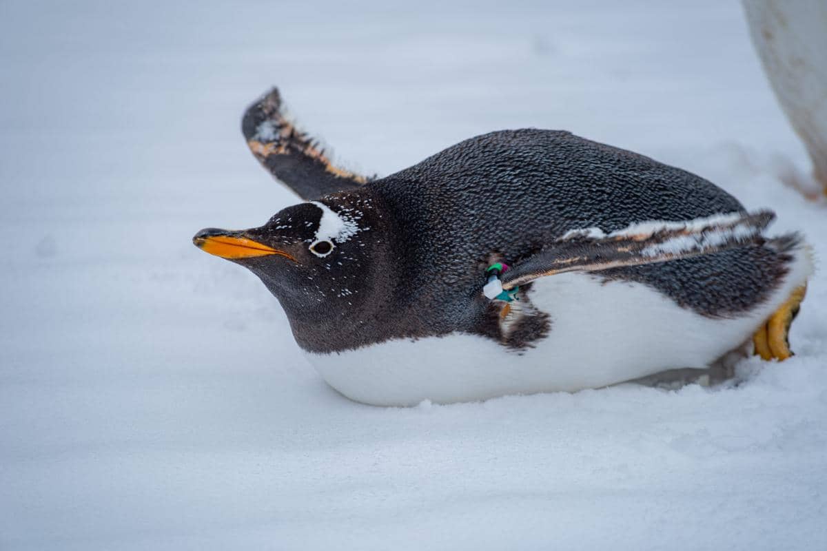 Penguin