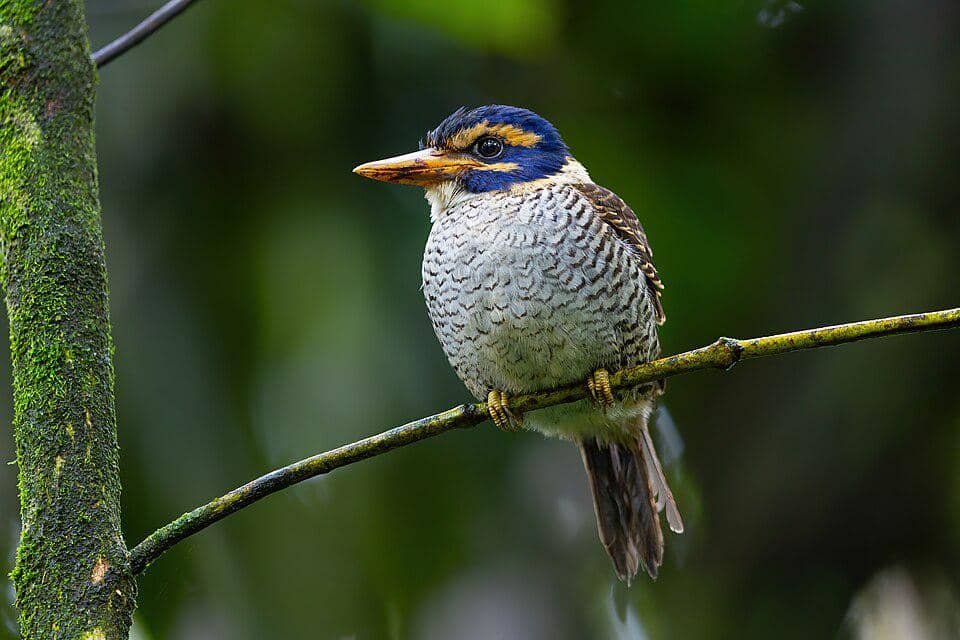 5 Fakta Scaly Breasted Kingfisher, Burung Langka dari Hutan Sulawesi