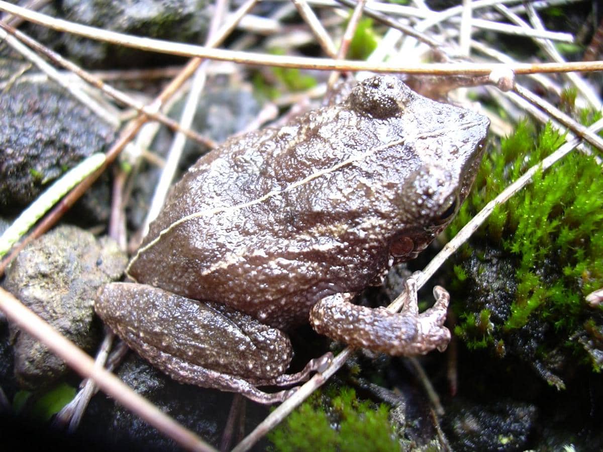 Katak coqui 