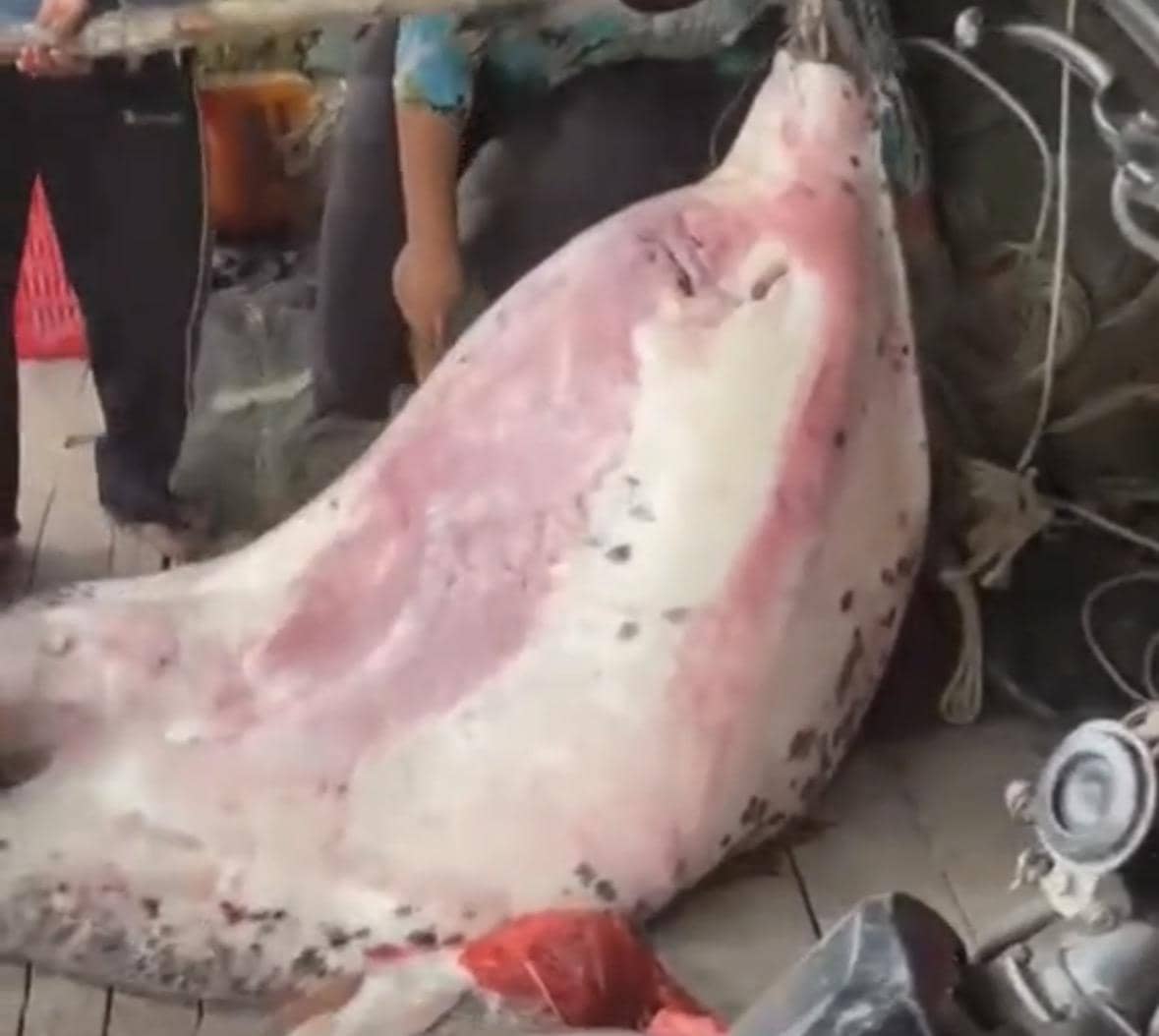 Heboh! Nelayan di Kalbar Dapat Ikan Pari Jumbo Berbobot 100 Kilogram