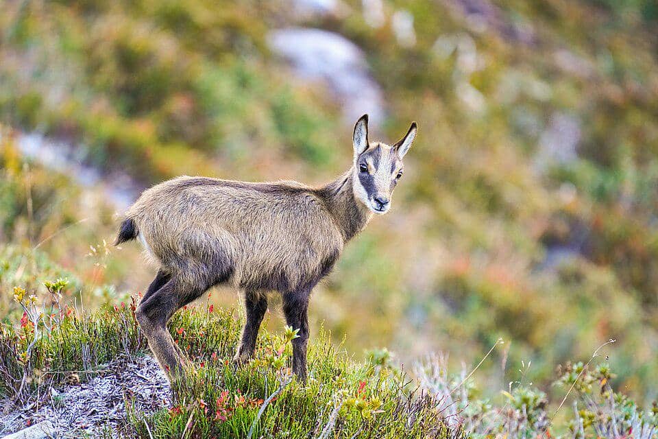 Chamois