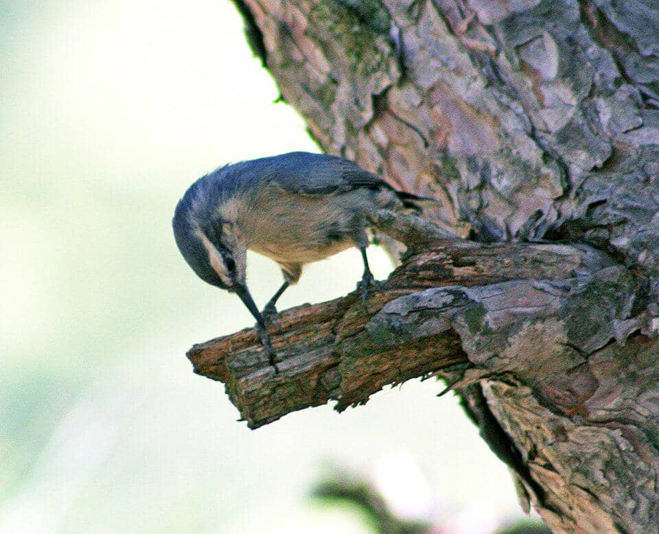 Burung Corsican nuthatch endemik Pulau Korsika