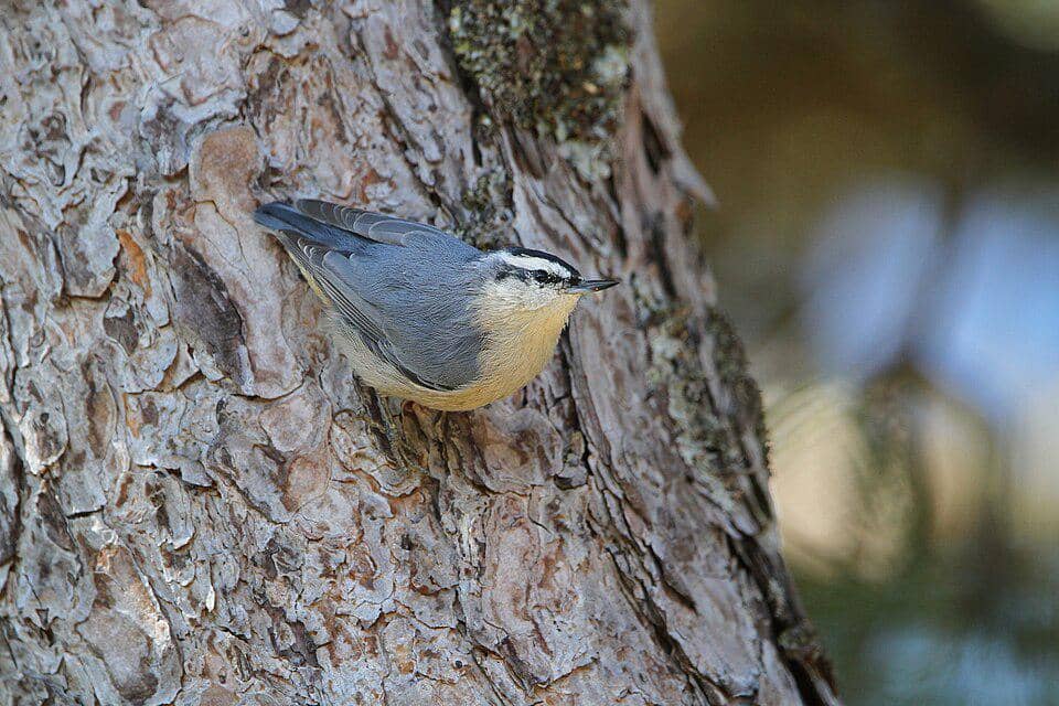 Burung corsican nuthatch yang berukuran kecil