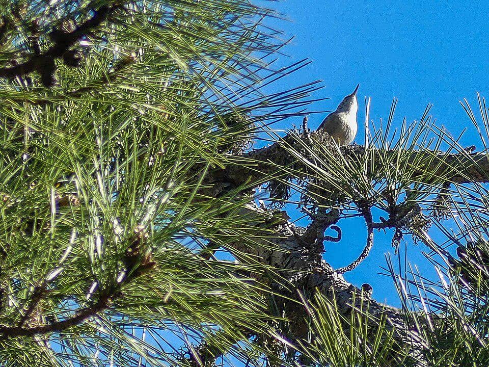 Burung corsican nuthatch yang bertengger di pohon