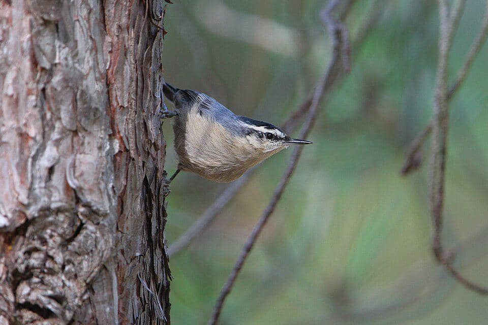 Burung corsican nuthatch
