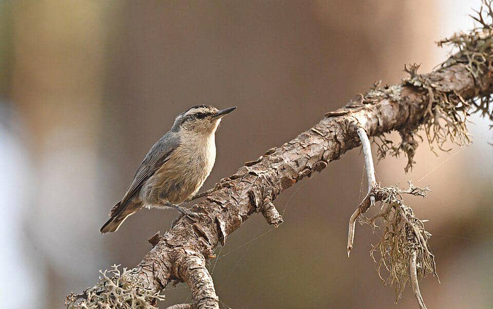 Burung corsican nuthatch